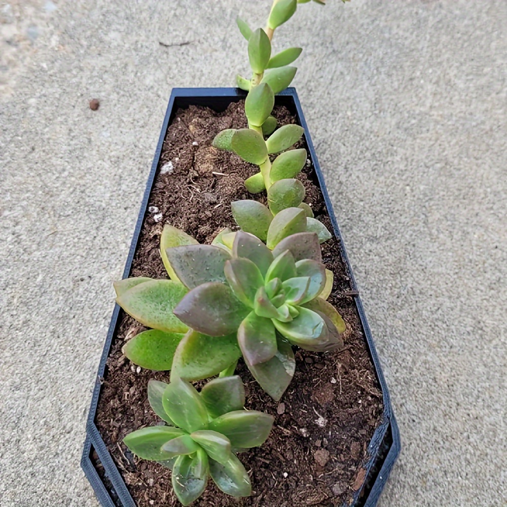 Coffin Planter | Coffin Plante - 3D Printing Pot avaliação e preço